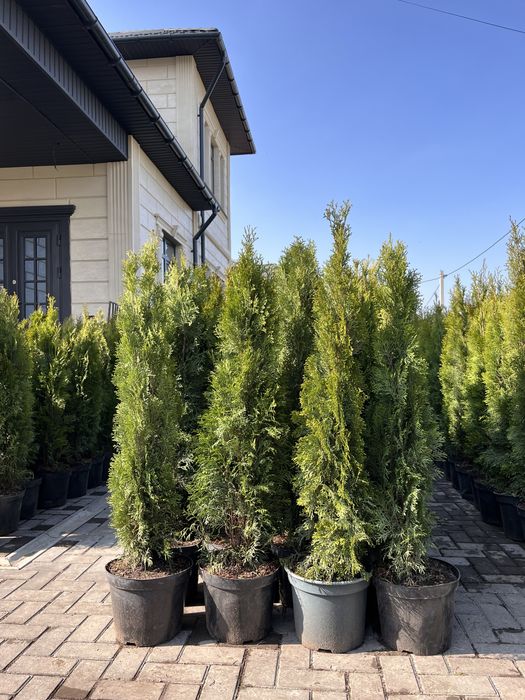 Туя смарагд