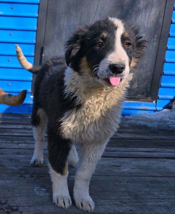 Собака щенок девочка 3 месяца