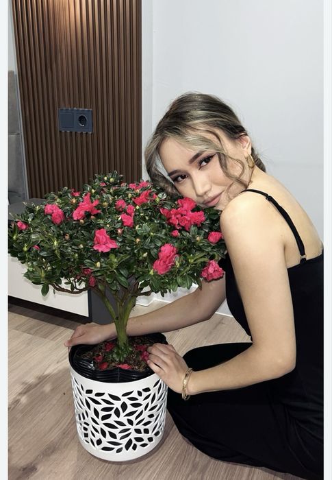 Азалия цветы в наличии