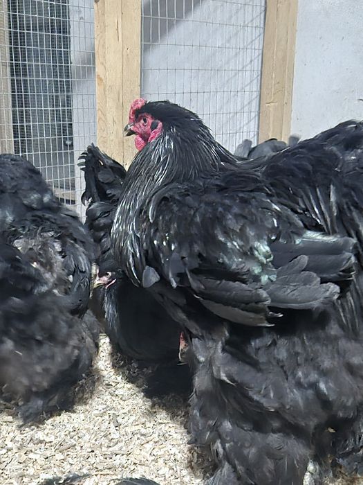 Яйца и цыплята брамы чёрный алмаз