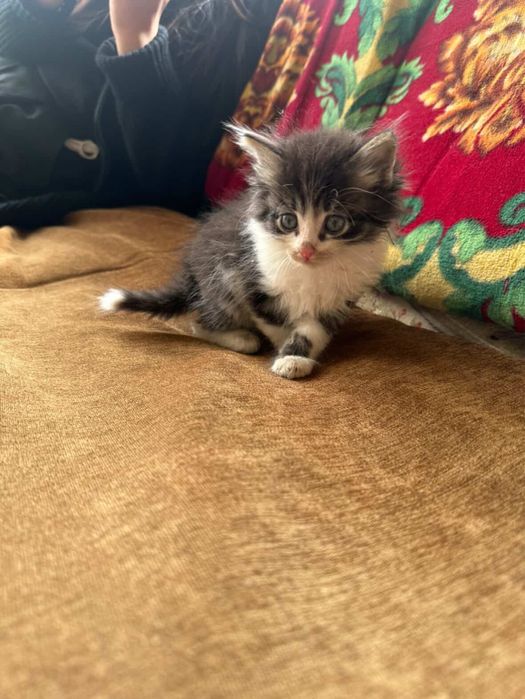 Хорошие добрые котята