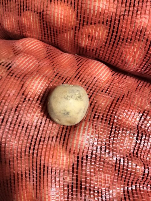 Картошка домашняя