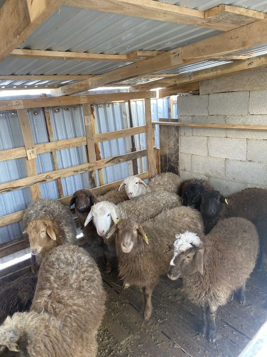 Қой сатылады оптом