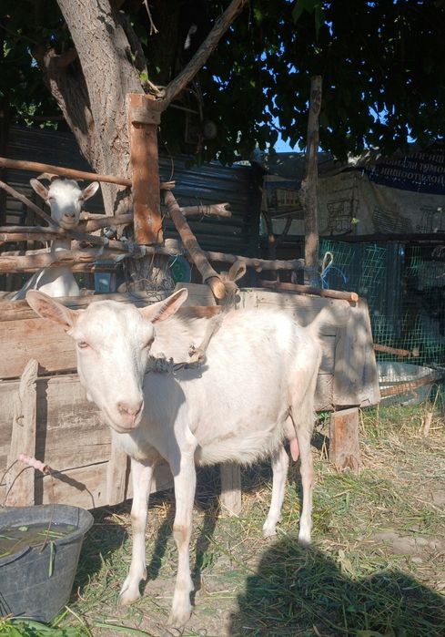 (Zanen) zotli, sut yo‘nalishidagi echki sotiladi.