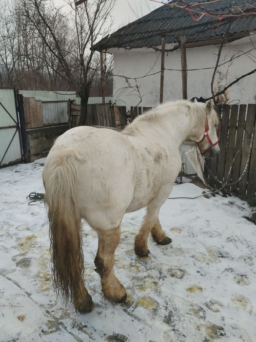 Cal castrat de vânzare 12 ai de vânzare