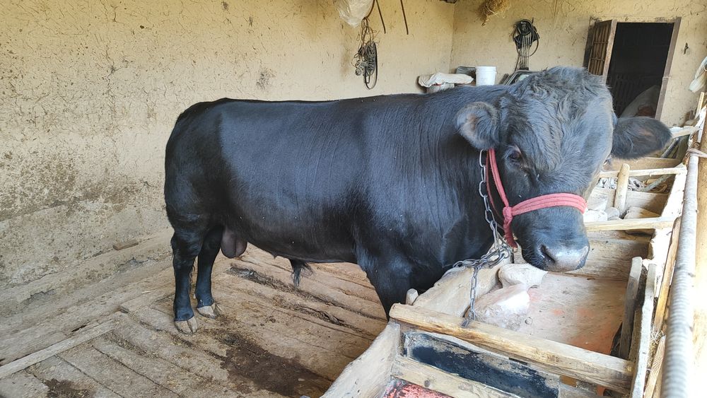 Ангус Абердин Бык