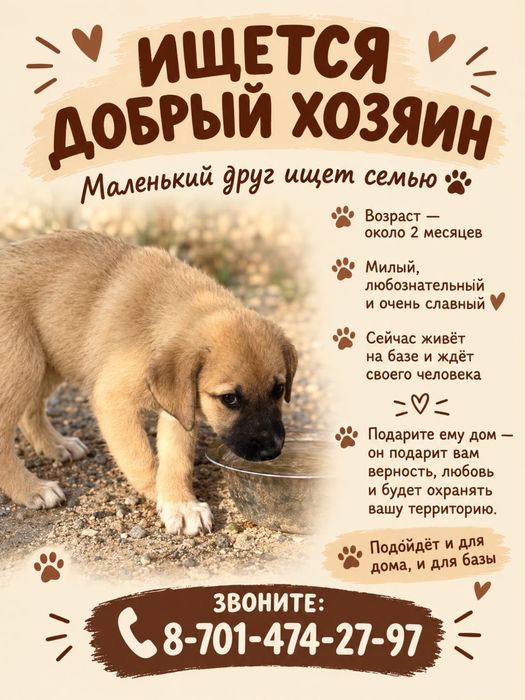 Щенок Девочка ищет дом
