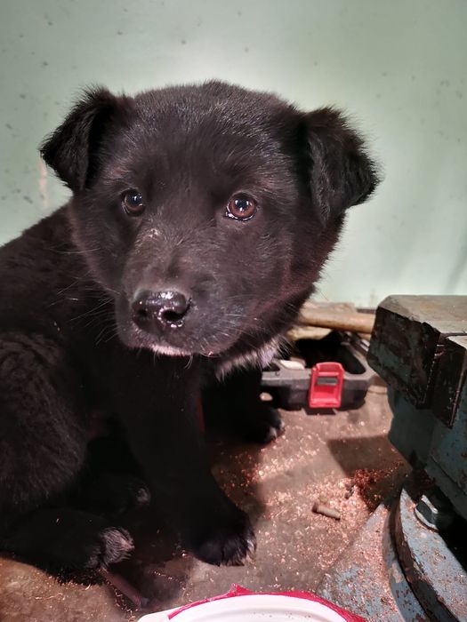 Отдам в добрые руки