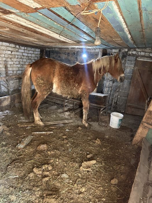 Семіз байтал сатылады(3 ай аткормда тұрған)