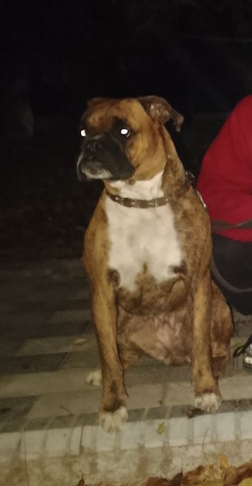 Продаются щенок немецкого боксёра