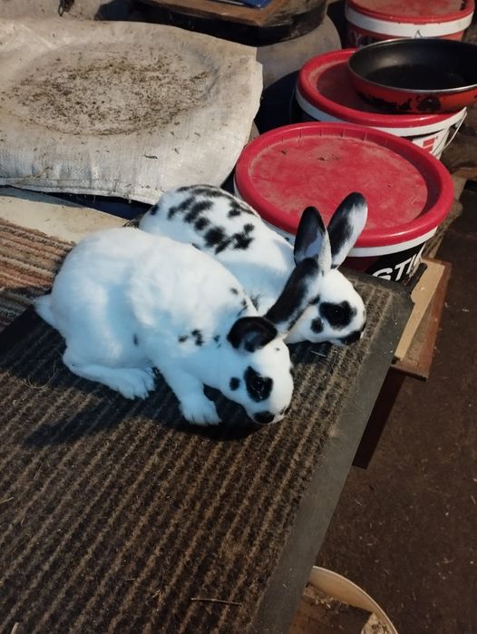 Rex Dalmațian tineret