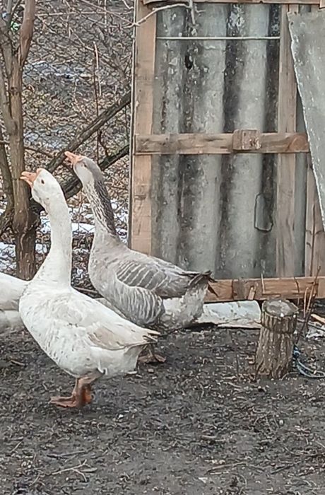 Vând 2 gâscani unul alb și unul Toulouse