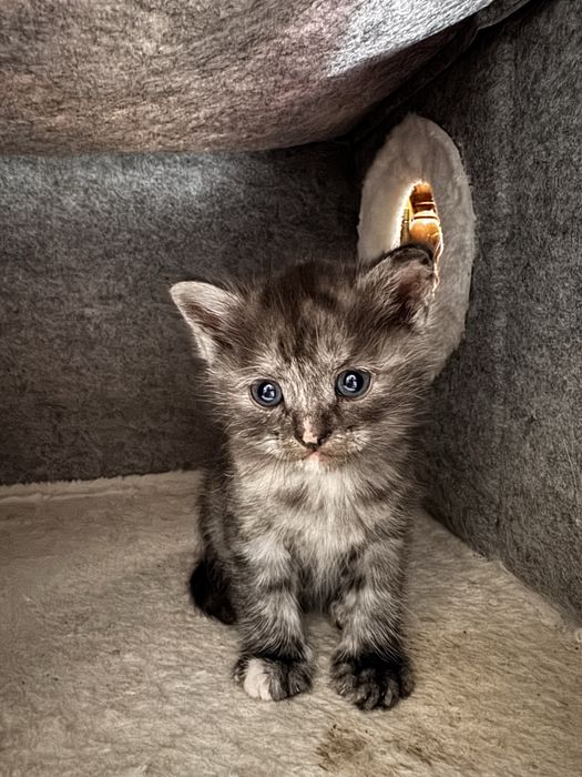 Вислоухие котята