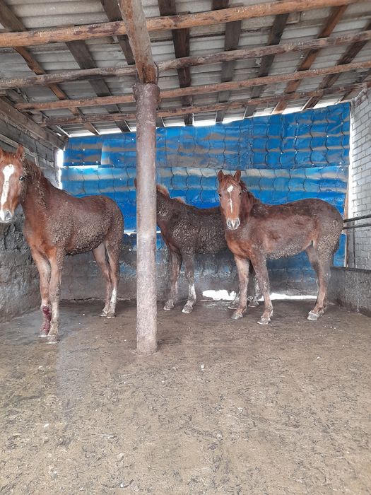 Продам двухлеток