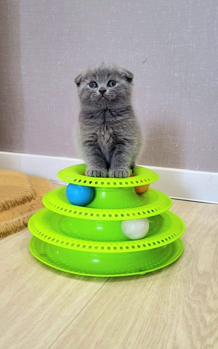 Шотландские фолдики