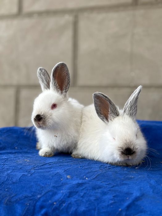 Quyon bolasi,Kaliforniy Quyonlari Savdosi Namangan! Quyon bolasi