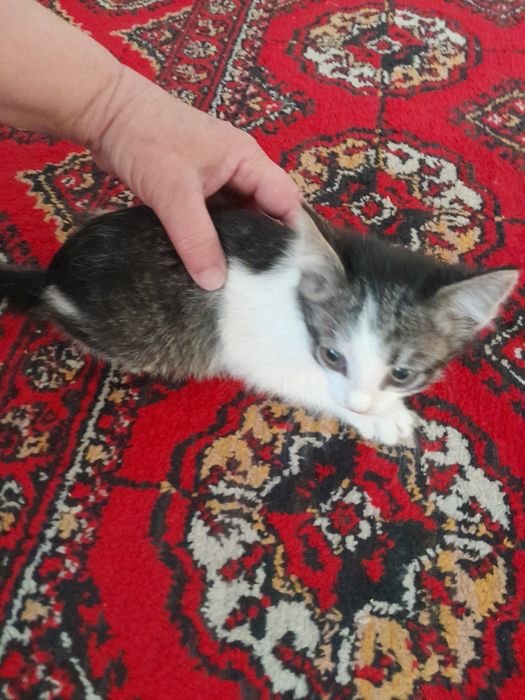 2 ойлик овкат ейди