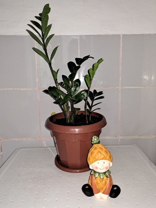 Комнотные растения ЗАМИОКУЛЬКАС