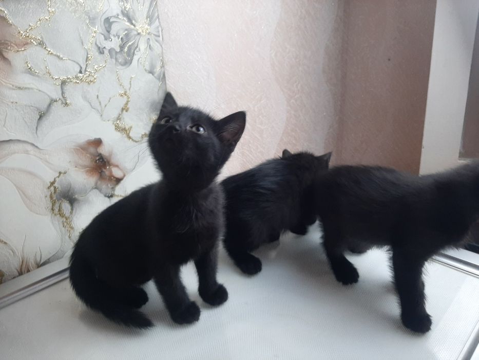 Отдам котят бесплатно