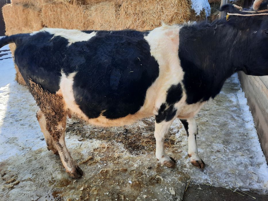 Сиыр сатылады семіз