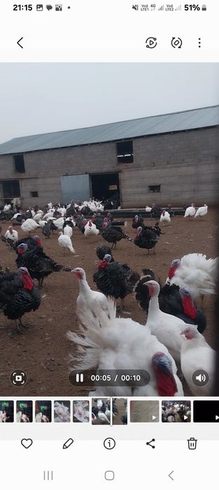 ПРОДОЕТСЯ индюки породные