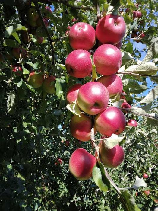 Vând teren, parte livadă-parte extravilan.