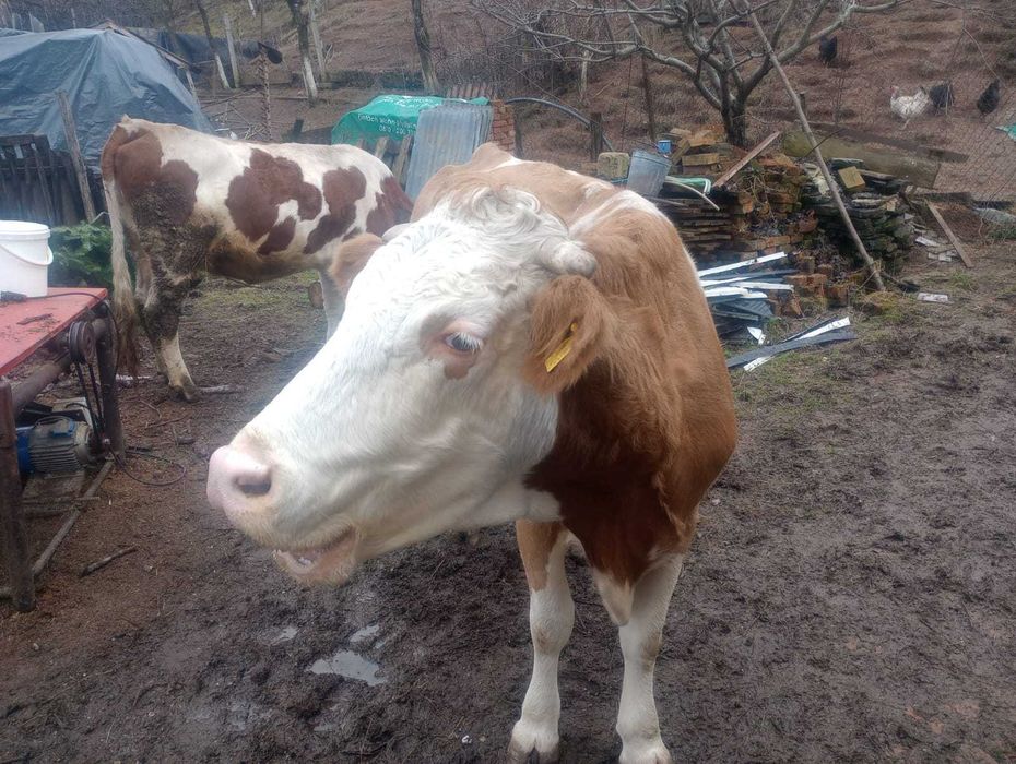 Vaca Baltat Romanesc Gestanta