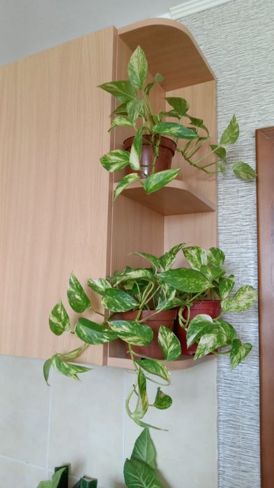 Комнатные вьющиеся растения