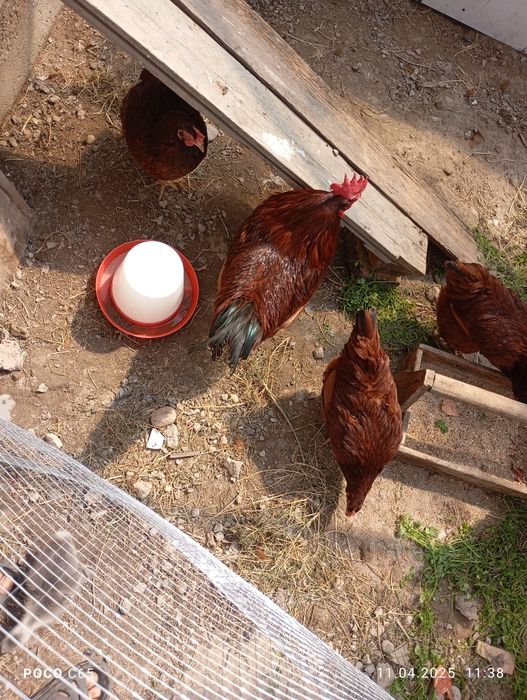 Цыплята корейская несушка Хан Хяп