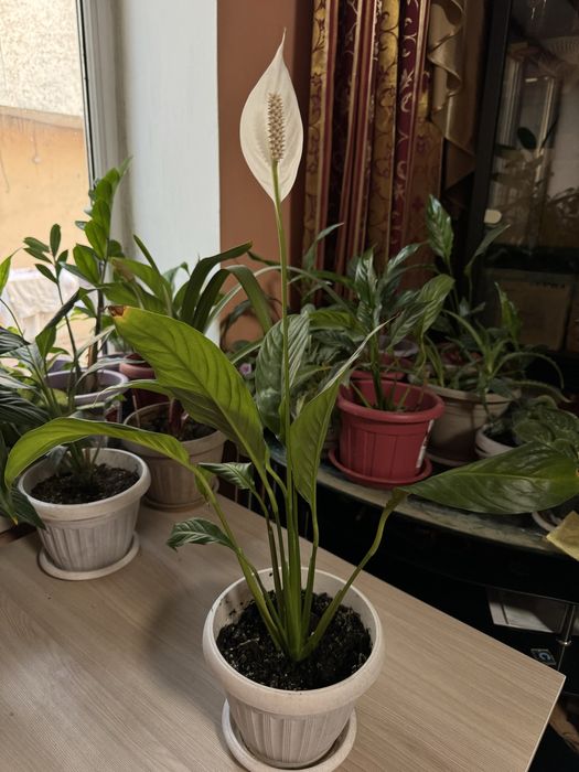 Женское счастье цветущее много