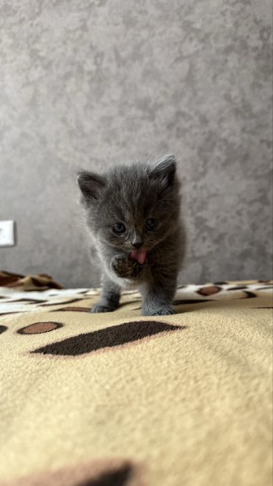 Котёнок Хайленд страйт