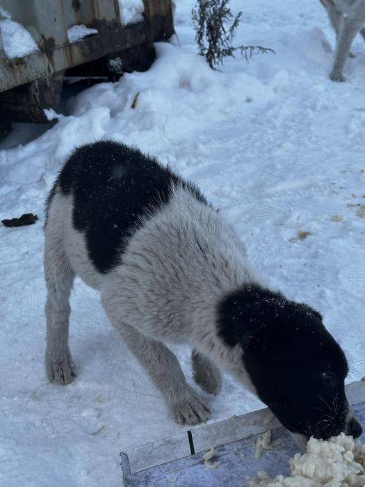 Отдам любящим животных людям