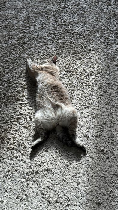 Отдам Кошку в хорошие руки