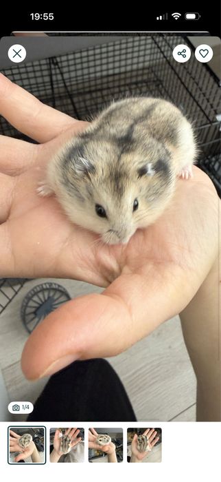 продам хомячков и мальчики и девочки в наличии