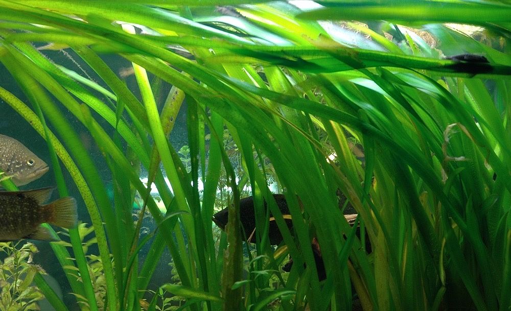 Продам аквариумные растения