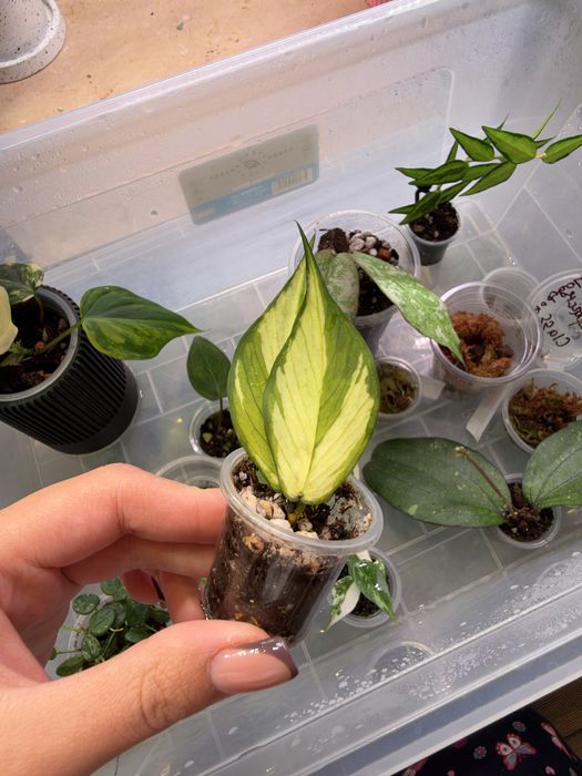 Хойи укорененные продажа