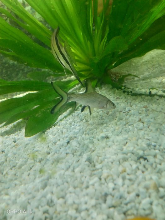 Акула балық сатамын