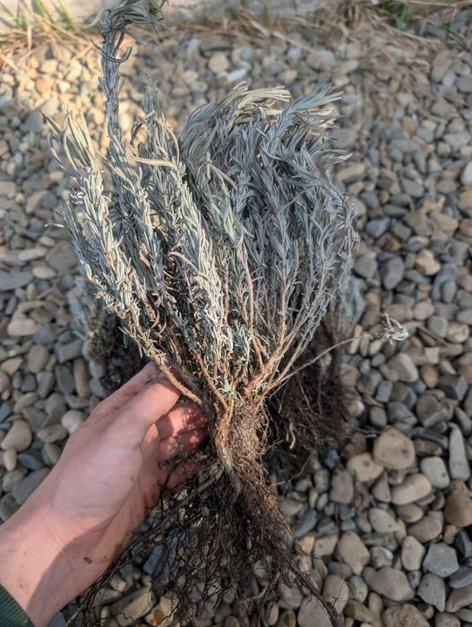 Butași de lavandă anul 1, 3 lei butașul