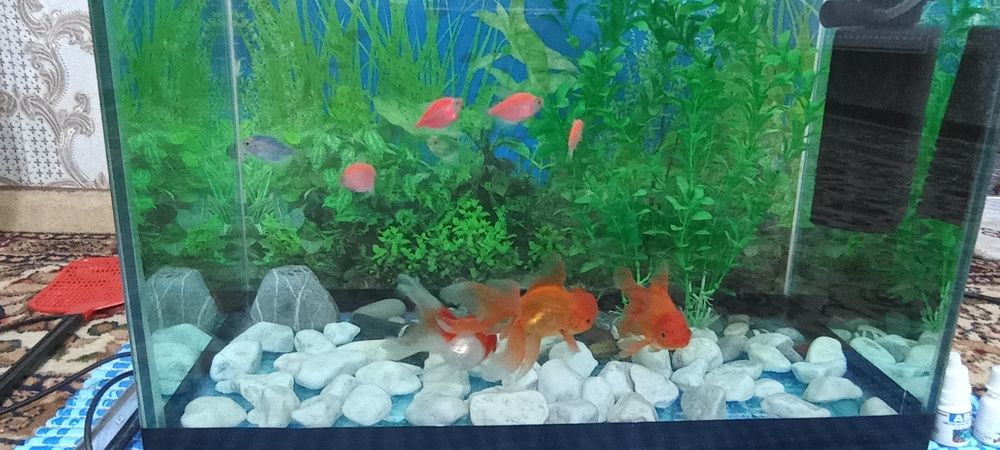 Рыбки 3 золотых 6 разноцветных с аквариумом