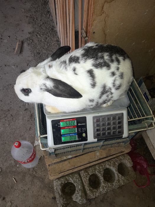 Quyon erkak 400min kelishamiz