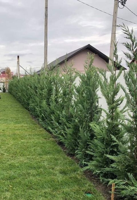 Leylandi cupressus, Livrare gratuita oriunde în Țară