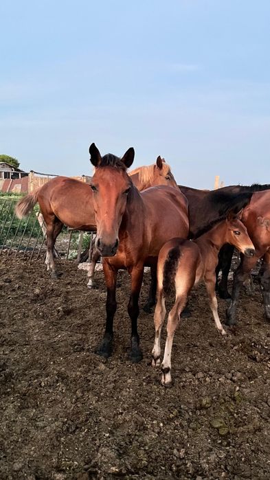 продам кобылу с жеребенком