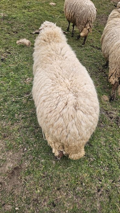 Vând berbec carabas