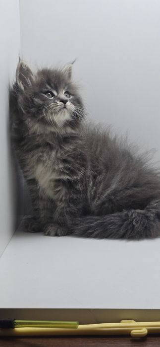 Мейн_кун мальчик