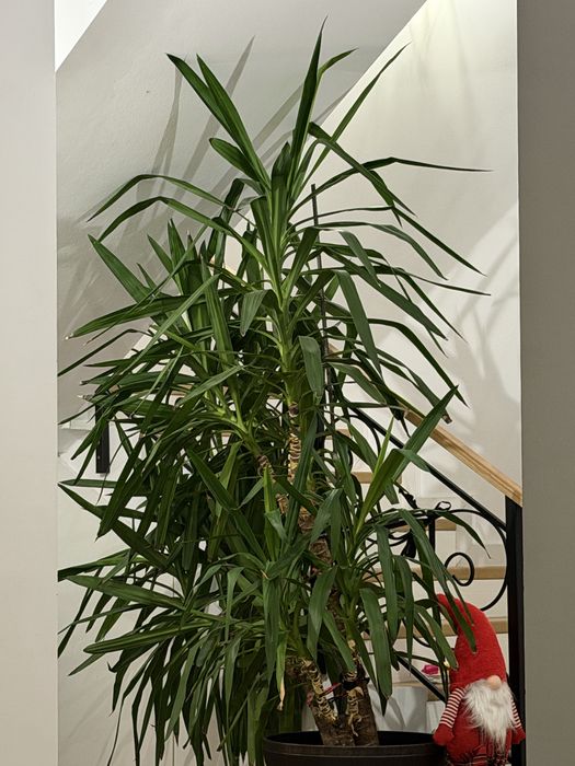 Vand planta Yucca 2m