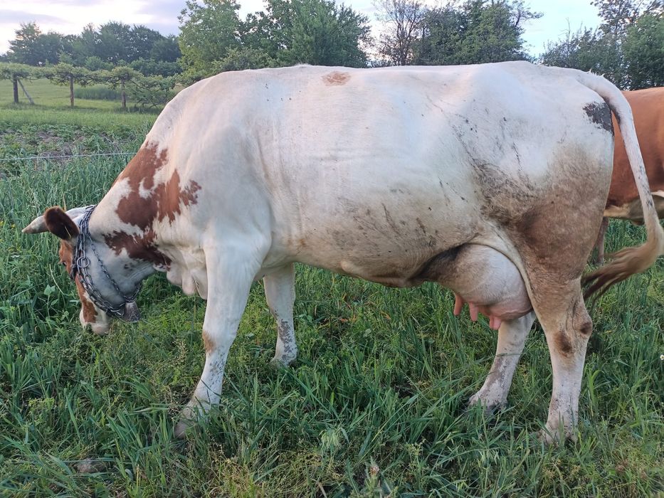 Vând vaca balțata românească