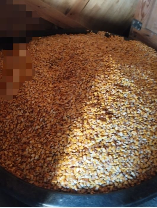 Vând porumb boabe sau stilet Jud Sălaj