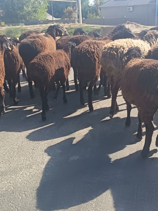 Прадам токты қошқар 26 бас