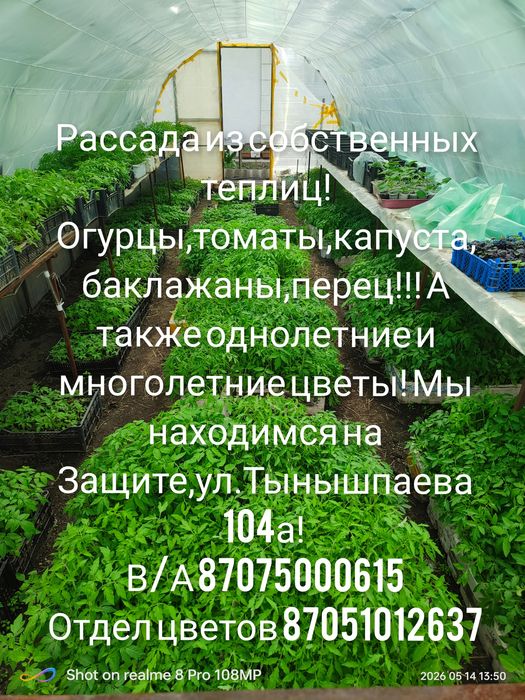 Рассада из собственных теплиц