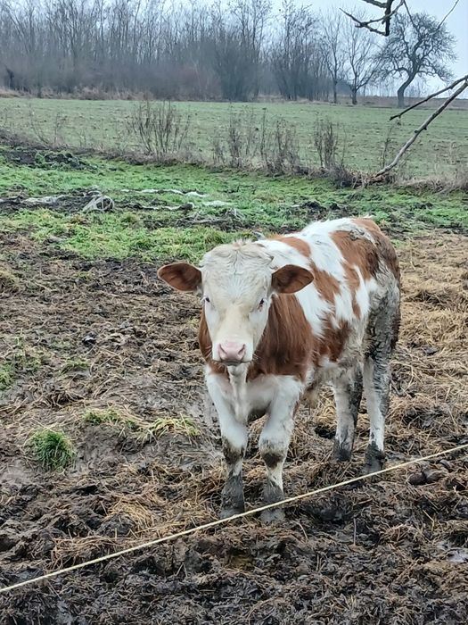 Vind  Tauras 5 luni xxxxxxxxxxxxxxxxxxxxxxxxxxxxxxxxxx